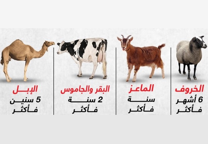 خطبة عيد الأضحي والابن البار إسماعيل (عليه السلام)